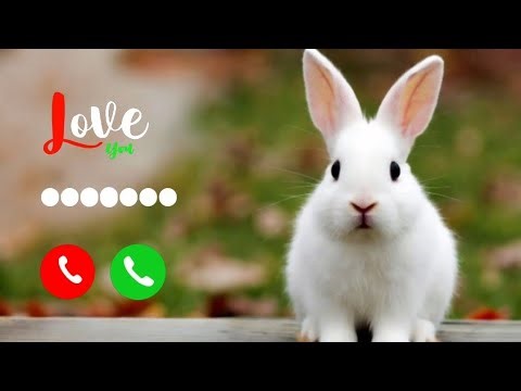 Cute rabbit SMS Ringtone | Sweet rabbit Laugh & Message Tone | Free Download