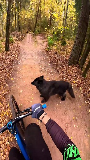 Cute Dog Mountain Biking Compilation