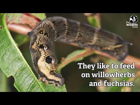 Elephant hawk-moths