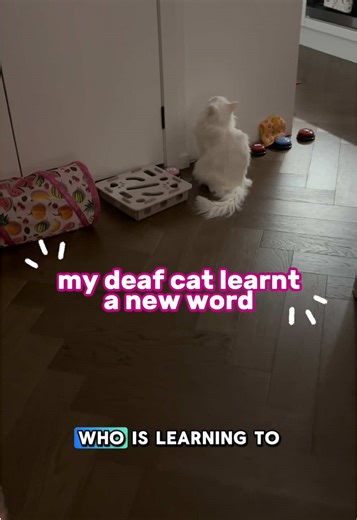 Huckleberry the Deaf Cat Learns New Words