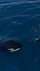 Killer whales hunting offshore 🥷💪😤🥊 | This was my best encounter I have ever had with CA216s and friends as they took down sea lions in beautiful blue offshore water in the Channel Islands! Most of the footage from this day was lost on an SSD hard drive that went down, but after a successful data recovery (and new triple redundant backup solution) - it’s time to get back to dropping everything that was on that drive! 🎥: @whatcameradoyouhave | shot with @pacificoffshore #killerwhale #killerw