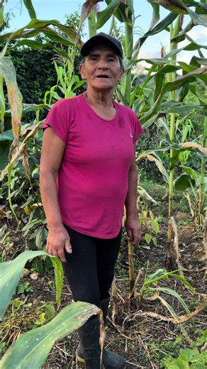 Cosechando frejol. #vida #campo #naturaleza #trabajo #comida | A Day In Life On A Farm