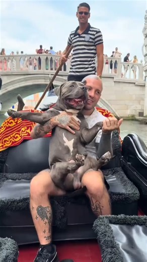 53K views · 4.7K reactions | #dogs | Fans Mino Dog | Facebook