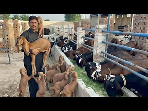 Pakistan Best Beetal Goat Farm 2025 | Modern Goat Farming & Beetal Goats Full Tour Salman Goat Farm