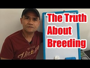 THE TRUTH ABOUT BREEDING CHICKENS | GAMEFOWL (‪@ChickenTour‬ )