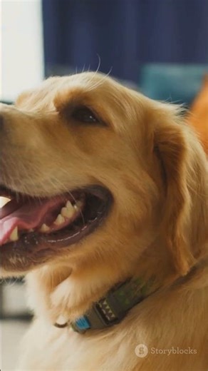 Warning: Golden Retriever Cuteness Overload 😭🐶 #shortvideo #shorts #subscribe #goldenretriever #dog