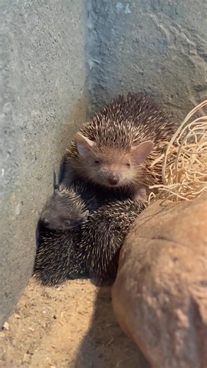 14K views · 281 reactions | There's a baby boom in Expedition Africa! Say hello to the newest member of our animal family, four tenrec babies! | Oklahoma City Zoo and Botanical Garden | Facebook