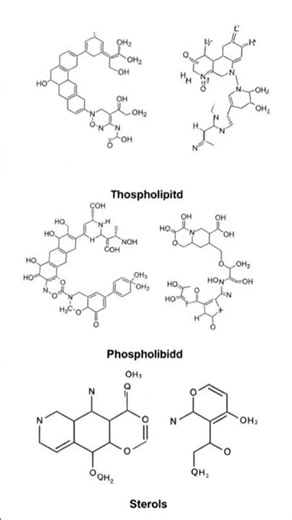 lipids structure #biology