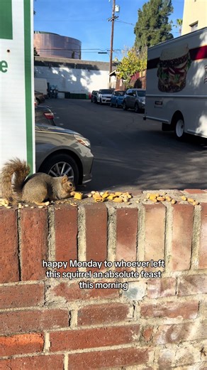 Squirrel Enjoys a Feast of Fig Newtons