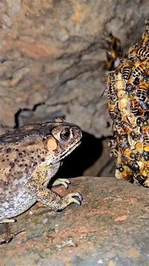 Real Life Insect Traps in Nature!