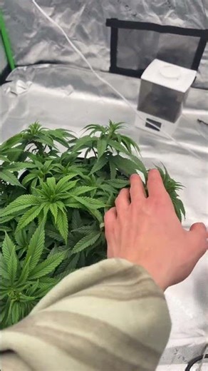 Time For Scrog Net?🍃🌱🍃