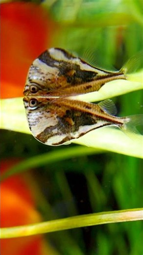 Fast Fish Facts: Take to the skies... #hatchetfish #fishkeeping #aquarium