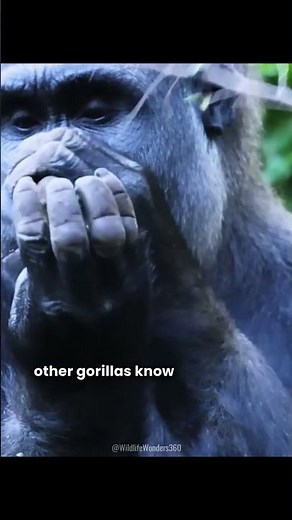 Gorilla Chest Beating Explained