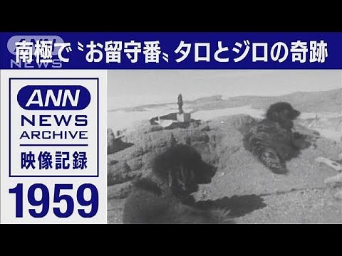 生きていたタロとジロ。カラフト犬置き去りの悲劇から生まれた南極観測の“奇跡”(1959年)【映像記録 news archive】