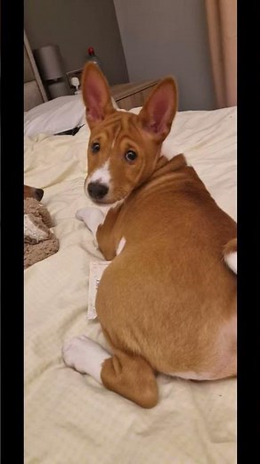 IKC Basenji Puppies for sale in Ireland