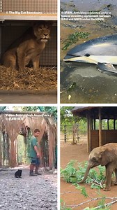 18 reactions | Seeing Yuna the rescued lioness touch grass for the...