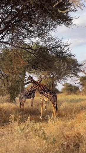 I can’t describe this experience 🤍 @Kovu Safaris #TarangireNationalpark #SafariTanzania #TarangireTanzania #KovuSafaris #WildlifeTanzania