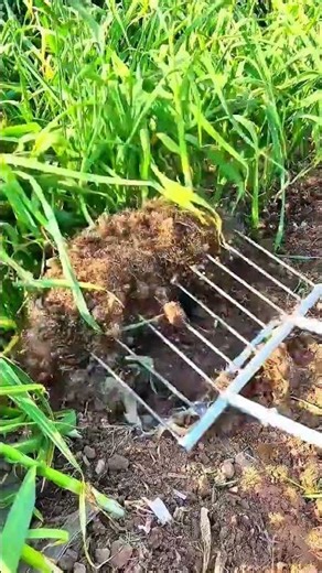 Innovative Agricultural Equipment for Streamlining the Harvesting of Garlic Bulbs
