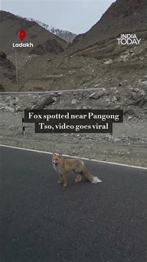Fox Spotted Near Pangong Tso Goes Viral, Showcasing Ladakh’s Untouched Wilderness