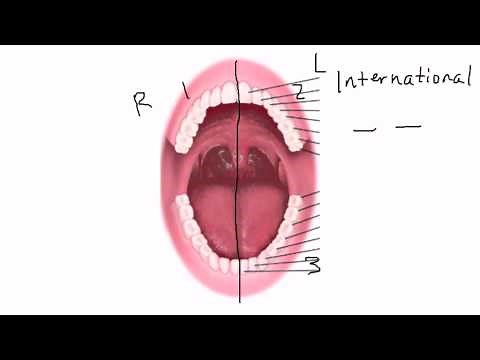 Tooth Numbering Tutorial