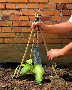 328K views · 976 reactions | Plant care tricks that actually work! | Magic Hands Creations | Facebook