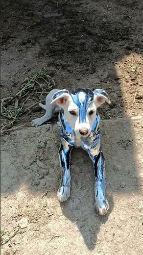 like support Karen bhai log support Karen chicken chicken acchi video lagi ho to ek like APP