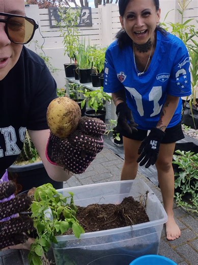 How to Grow Potatoes: A Beginner's Guide