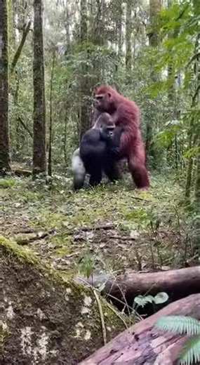 When Bigfoot Goes Crazy – Funniest Clips Ever!