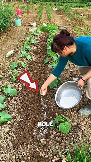 Applying Fertilizer to Plants🌱🤯#farming