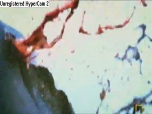 2004年台湾抹香鲸运输过程中发生爆炸