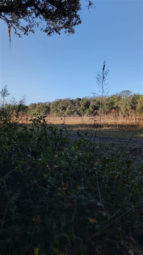 Wild Hogs running around