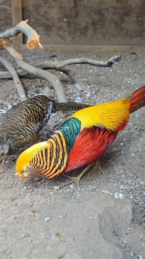 15K views · 772 reactions | Here's Boss, our beautiful Golden Pheasant and his mate. #goldenpheasants #bossthegoldenpheasant #exoticpheasants #pheasantsoftheworld #splittintrackspheasantry #viral #birdtrend #viralbirds | SplittinTracks Pheasantry | Facebook