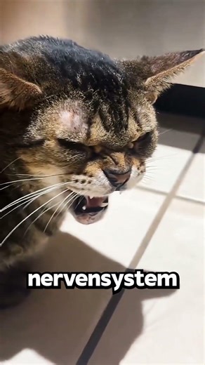 Alle Katzenfans Machen Diesen Fehler…😳😾