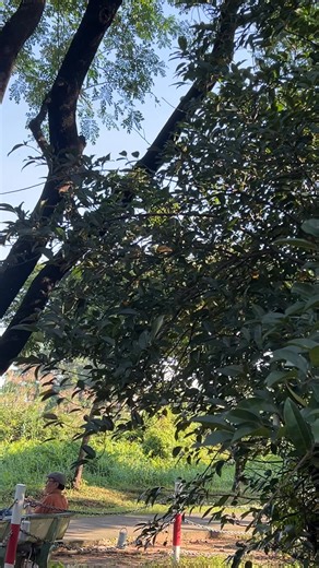 Buông tay… Không phải là đã hết yêu nhau Buông tay… Vì ta muốn tốt cho nhau Buông tay… Dù lòng sẽ rất sầu đau Buông tay… Để ta còn thấy cần nhau… | Bằng Lăng