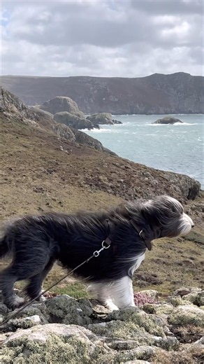 Windy coast walk! #dogwalk #coastalviews #sea #coast #beardedcollie #hikingwithdogs #shorts