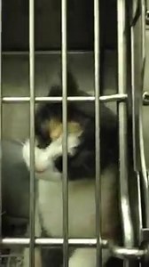 30 reactions · 33 shares | RESCUED! :) PLEASE HONOR YOUR PLEDGES! cleancat11@aol.com PINKY #A100218 Stray A, cage 614 (12/28 wn) Intake: 12/12/13, out date: 12/17/13 Pinky is an adorable 1 year old female that came in as a stray. She is very affectionate and loves attention. She starts to purr as soon as you talk to her. She is just starting to get sick and should be considered urgent. Please help bring this cutie home for the new year! | CACC Cats | Facebook