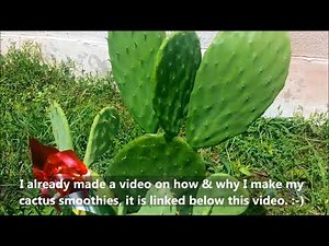 GROW YOUR OWN CACTUS FROM A STORE BOUGHT PIECE! CACTUS UPDATE! NOPALES PRICKLY PAIR CACTUS