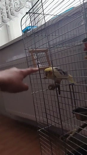 why parrot is smashing his mouthe