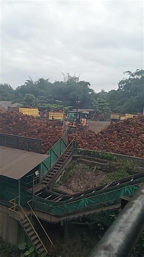 Di Pabrik Kelapa Sawit (PKS), wheel loader sangat penting untuk memindahkan dan menumpuk Tandan Buah Segar (TBS) dari area bongkar muat (loading ramp) menuju hopper atau area pengolahan,memastikan kelancaran pasokan bahan baku dengan sistem First In,First Out (FIFO) dan membantu proses awal pengolahan. • • • #Fyp_jangkauan #Fyp_tayangan #Fbpro #Reels_viral #Monetisasi | Ruliadi Saragih