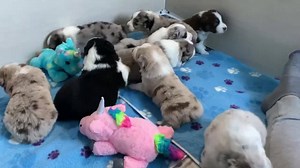 71K views · 10K reactions | Let the fun begin! All eyes are open and these cuties are ready to start playing! Our “ GO FAST “ litter at 3 1/2 weeks ❤️ | Sky Blue Aussies | Facebook