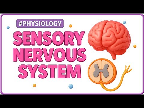 2. Sensory Nervous System 🧠🖐️ | Receptors & Pathways | USMLE Step 1 High-Yield Neurophysiology