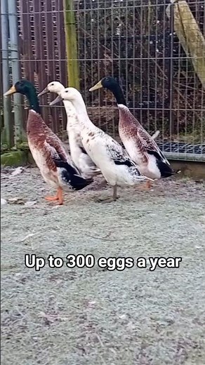 Fascinating Facts About Silver Indian Runner Ducks 🦆✨