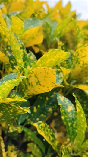 #CcrPhotoGraphy #MobileShots #reels #StarsEverywhere #practice Rate my skills🌹😝😝😝 | Shisir Bhattarai