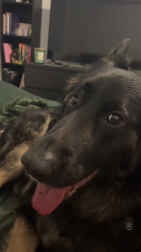 Understanding German Shepherds: Best Friends Forever