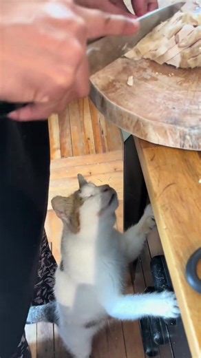 Mom’s blind cat sous chef. #catsoftiktok #cat #catlover #fyp | blind cat