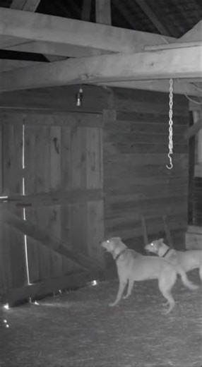 Brave Dog Confronts Wild Predator | Real Night Vision CCTV Footage