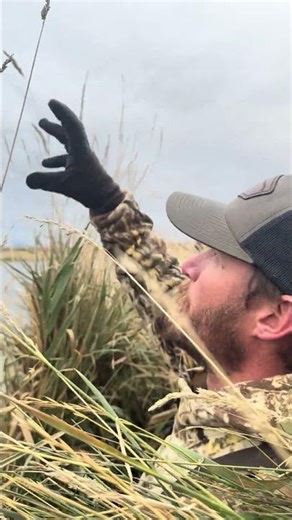 Watching a bird migration happen!