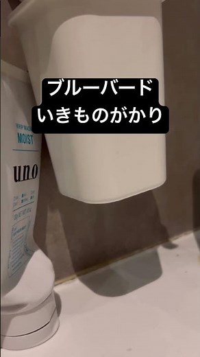 ブルーバード 歌ってみた #ナルト疾風伝 #歌ってみた #いきものがかり