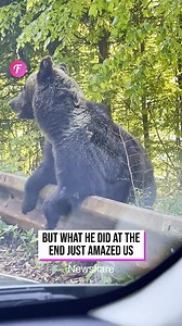 Bear surprises occupants with unexpectedly polite behavior | Family World