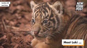 London Zoo welcomes Loki the tiger cub - NewsBreak